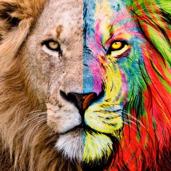 Before after lion